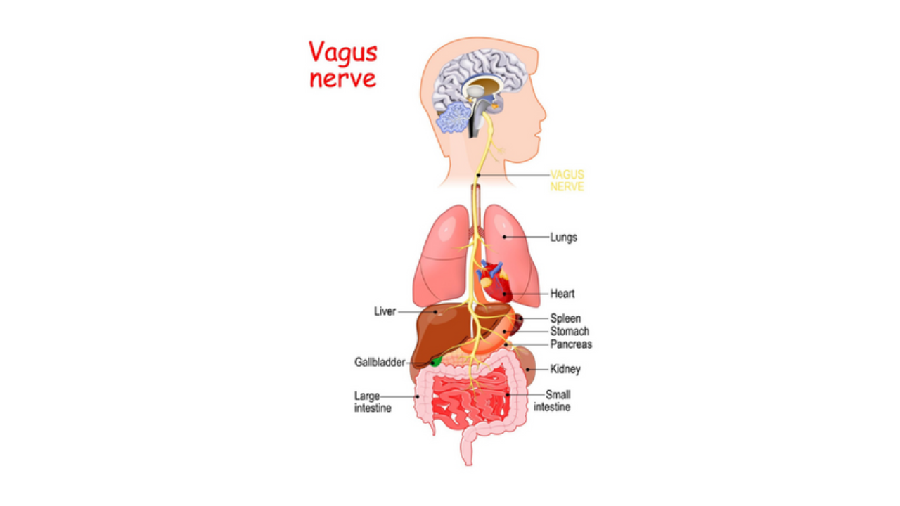 An illustration of a humans visceral system including a diagram of all major organs and the Vagus nerve that oversees an array of crucial bodily functions