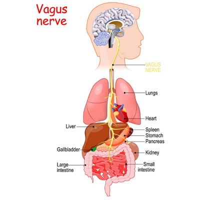 illustration of the visceral system of a human including main organs and the vagus nerve