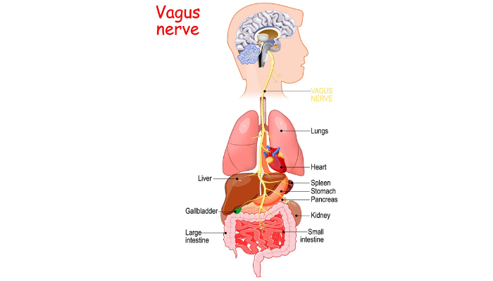 An illustration of a humans visceral system including a diagram of all major organs and the Vagus nerve that oversees an array of crucial bodily functions